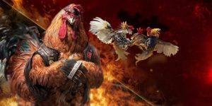 Tổng quan về game đá gà May88